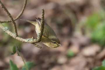 Chiffchaff (Phylloscopus collybita) foraging for insects