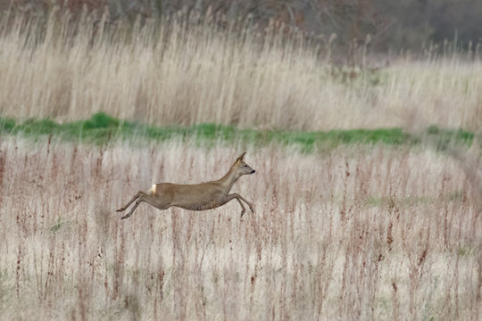 European roe deer doe(Capreolus capreolus) bounds across a meadow