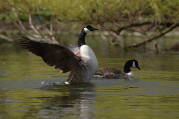 Canada Goose, Branta canadensis