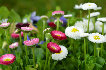 fresh summer Flowers