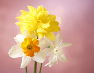 Different daffodils on pink background
