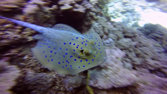 Дайвинг в Красном море близ Египта. Морской скат хвостокол (Taeniura Lymma).