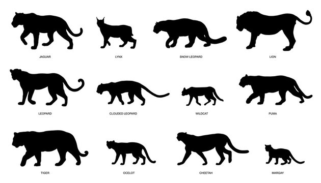 wildcats silhouettes