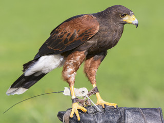 harris hawk outdoor on glove falconer