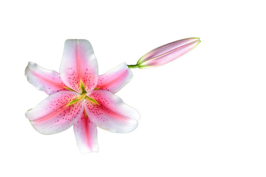 Lilly flower isolated white background