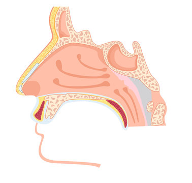 Nasal cavity. Vector illustration of human nose anatomy