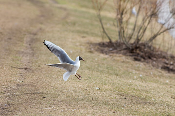 seagull lands on the grass