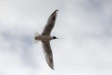 seagull flying in the sky