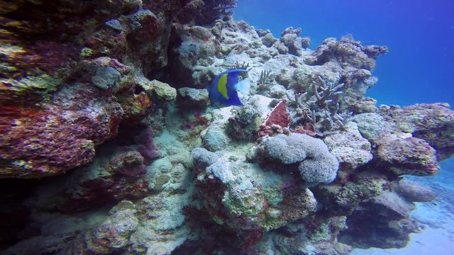 Дайвинг в Красном море близ Египта. Рыба аравийский ангел над красочным коралловым рифом.