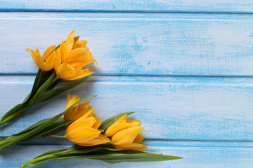 Background with fresh  spring yellow tulips  on blue painted woo