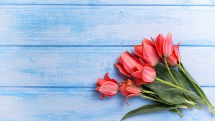 Fresh coral tulips  on blue  painted wooden background.