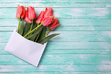 Fresh coral tulips in white envelope on turquoise painted wooden