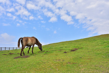 都井岬の馬