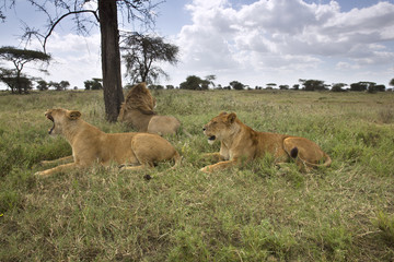 Fototapeta na wymiar Portrait of wild african lion