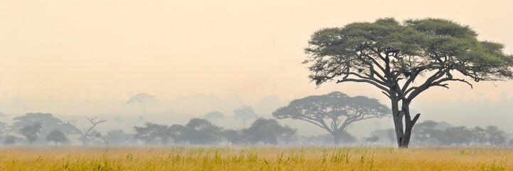 Beautiful scene of Serengeti National park - obrazy, fototapety, plakaty