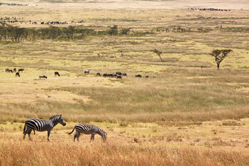 Fototapeta na wymiar Wild zebras on pasture of Serengeti National park