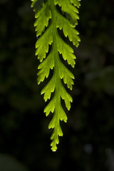 Detalle de hoja de helecho.