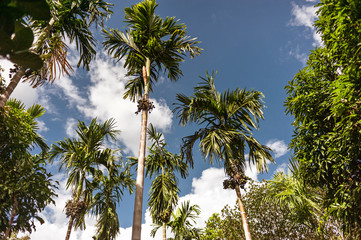 Blue sky and white clouds through the green palm trees
