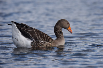 Greylag Goose, goose