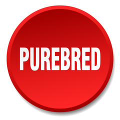 purebred red round flat isolated push button