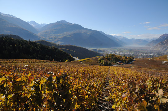 Vignoble &agrave; Conthey, Suisse, Valais