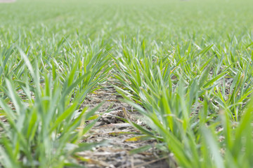 Green field with plantings in early spring
