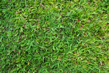 grass texture