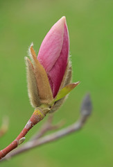 close up of pink magnolia tree blossom