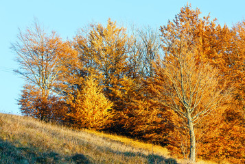 Golden trees on autumn hill.