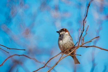 Little sparrow sitting on a tree branch.