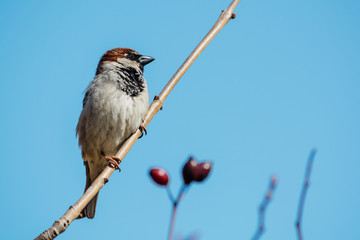 Little sparrow sitting on a tree branch