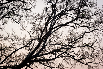 branches of a tree against sky in the evening