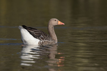 Greylag Goose, goose