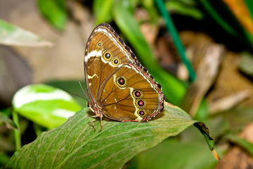 Obraz na płótnie Canvas Bunter brauner Schmetterling