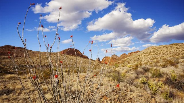 Ocotillo and the Big Bend National Park Chihuahuan Desert landscape, Texas, timelapse