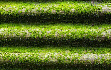 green wet moss