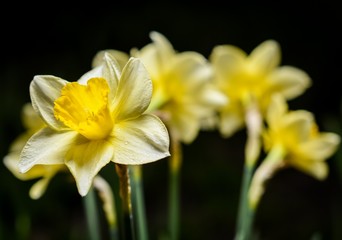 Obraz premium Сlose up of fresh young yellow daffodils in spring park