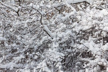 Tree branches background in the winter forest