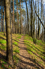 spring forest with sun rays