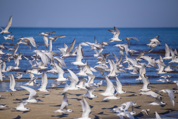 Fototapeta premium Möwen fliegen am Strand am Golf von Mexiko