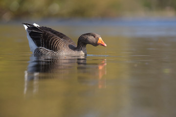 Greylag Goose, goose