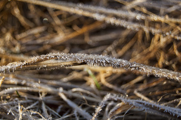 Icy dew on Dry Yellow Straw