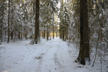 Winter forest