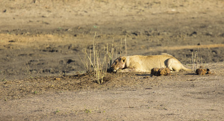 Lioness lying on sand in ambush looking alert