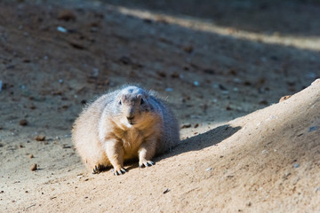 Black-tailed prairie dog