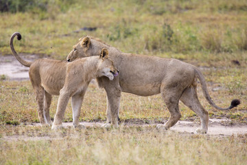 Naklejka premium Two male lions greeting to affirm loyalty bond