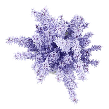 Fototapeta top view of purple lupine flowers in glass jar isolated on white