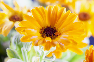 Yellow gerbera in a bunch