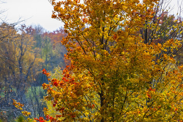 abstract view of colorful fall foliage