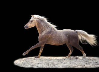 isolate of a yellow horse run on the black background